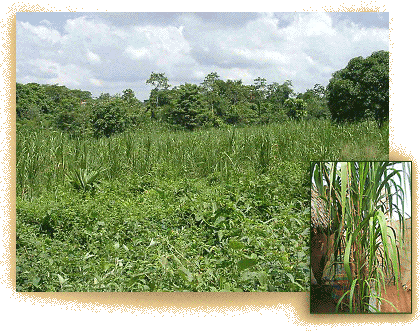 cañaflecha field and plant