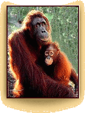 Orangutan mother and baby