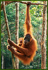 orangutan mother and baby