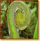 young fiddlehead fern frond