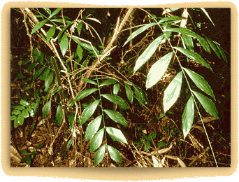 rattan leaves in a forest